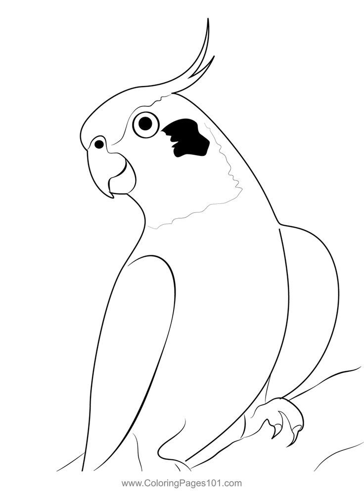 Cute cockatiel bird coloring page bird coloring pages coloring pages cockatiel