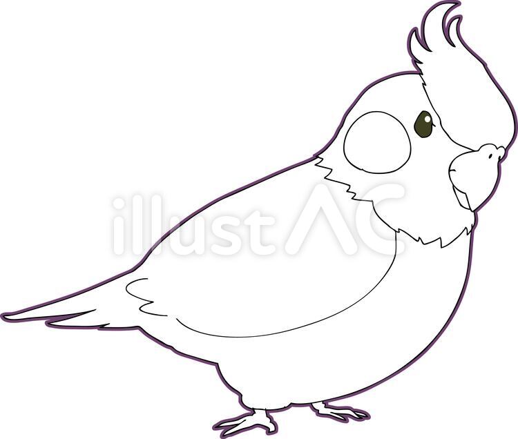 Free vectors cockatiel