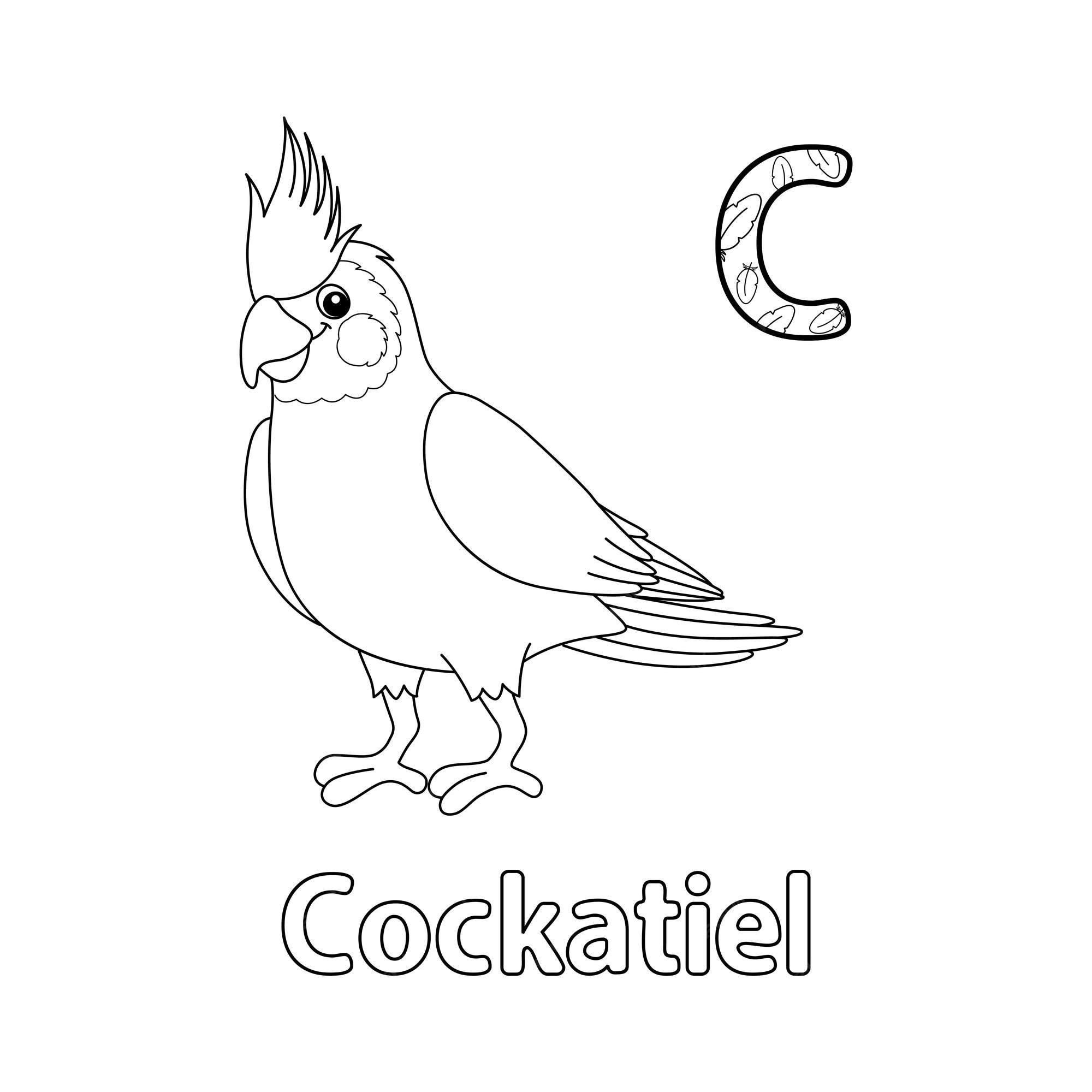 Premium vector cockatiel animal alphabet abc isolated coloring c