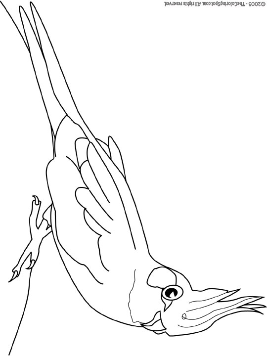 Cockatiel coloring page audio stories for kids free coloring pages colouring printables