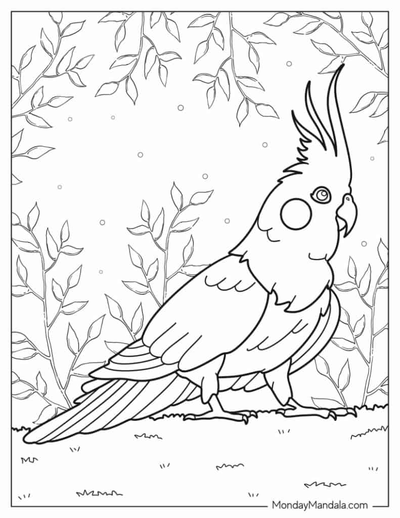 Parrot coloring pages free pdf printables