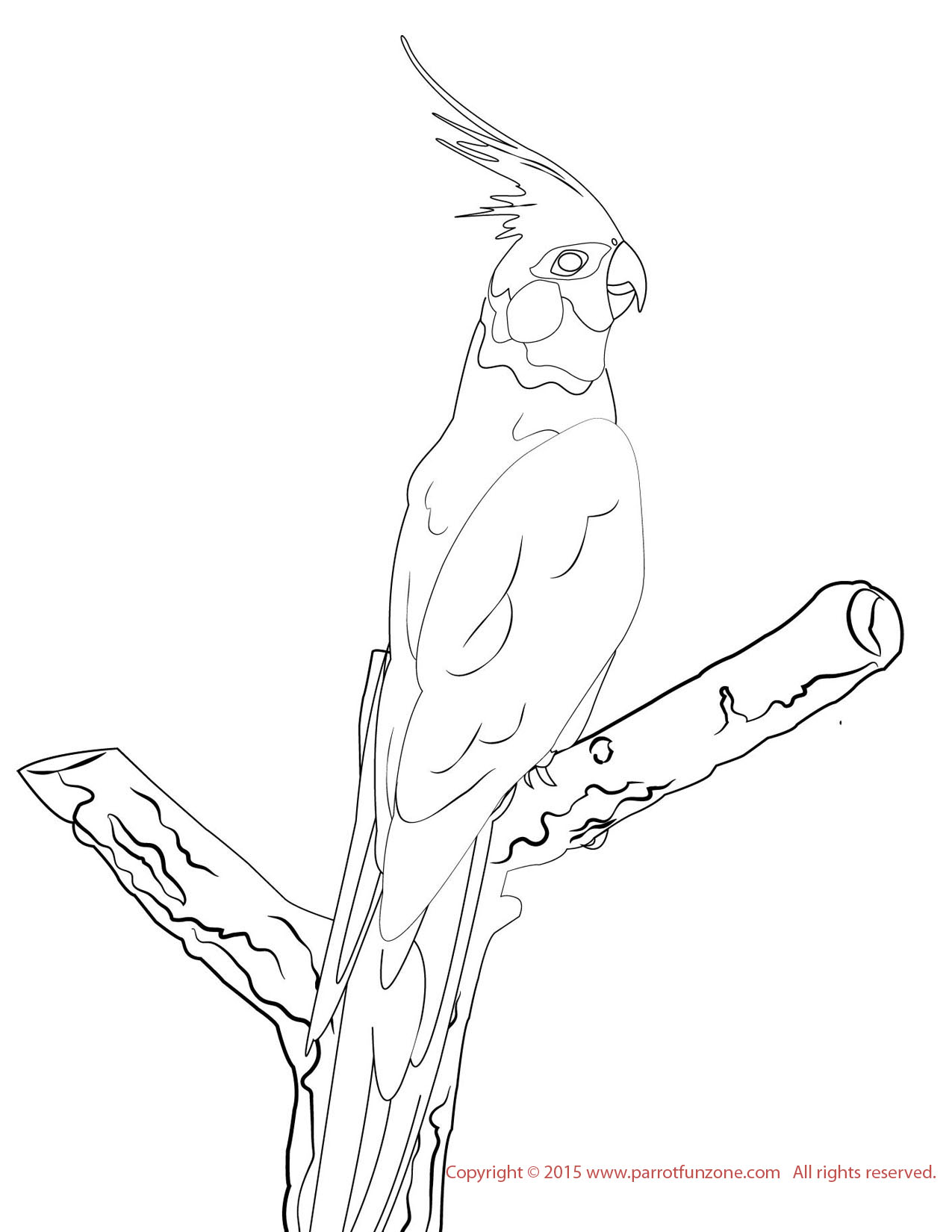 Cockatiel