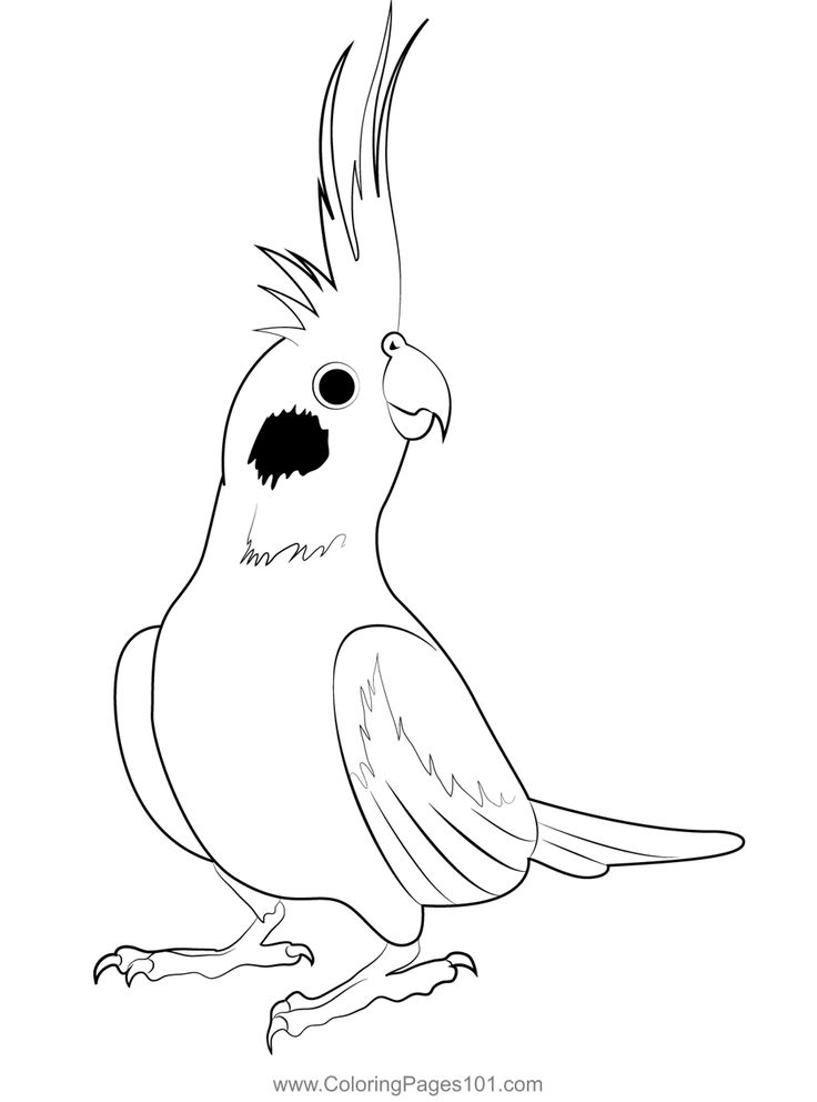 Cockatiel bird coloring page bird coloring pages coloring pages cockatiel