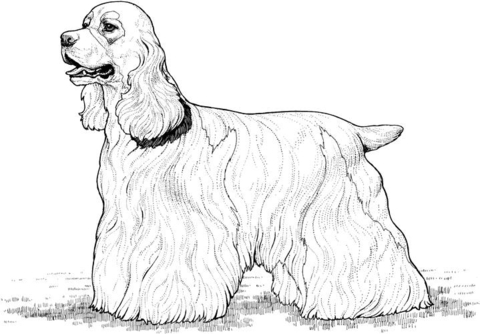 Cocker spaniel coloring page free printable coloring pages