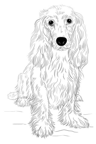 English cocker spaniel coloring page free printable coloring pages