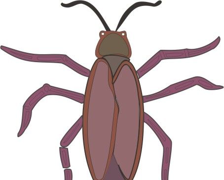 Cockroach coloring pages for kids to color and print