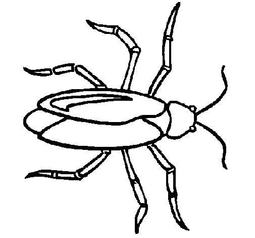 Cockroach coloring page