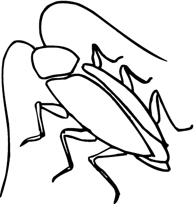 Cockroach coloring page