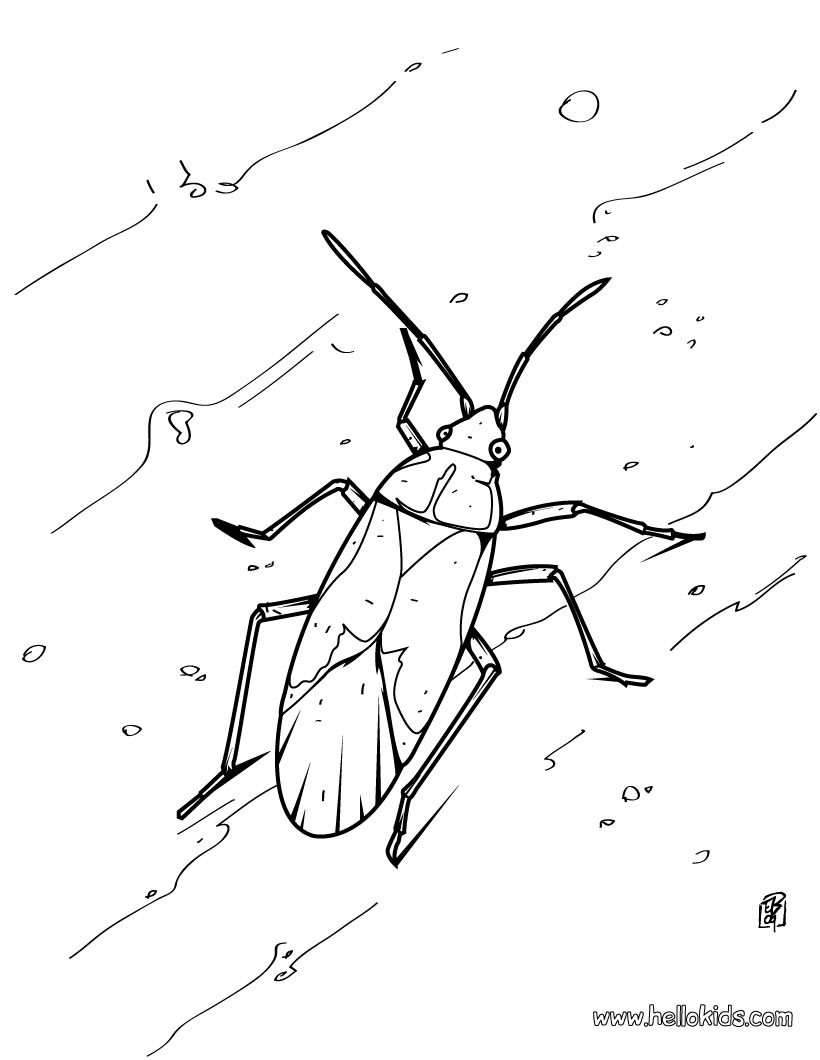 Cockroach coloring pages