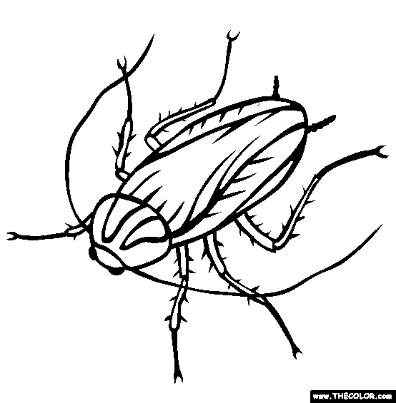 Cockroach coloring page free cockroach online coloring coloring pages dolphin coloring pages insect coloring pages