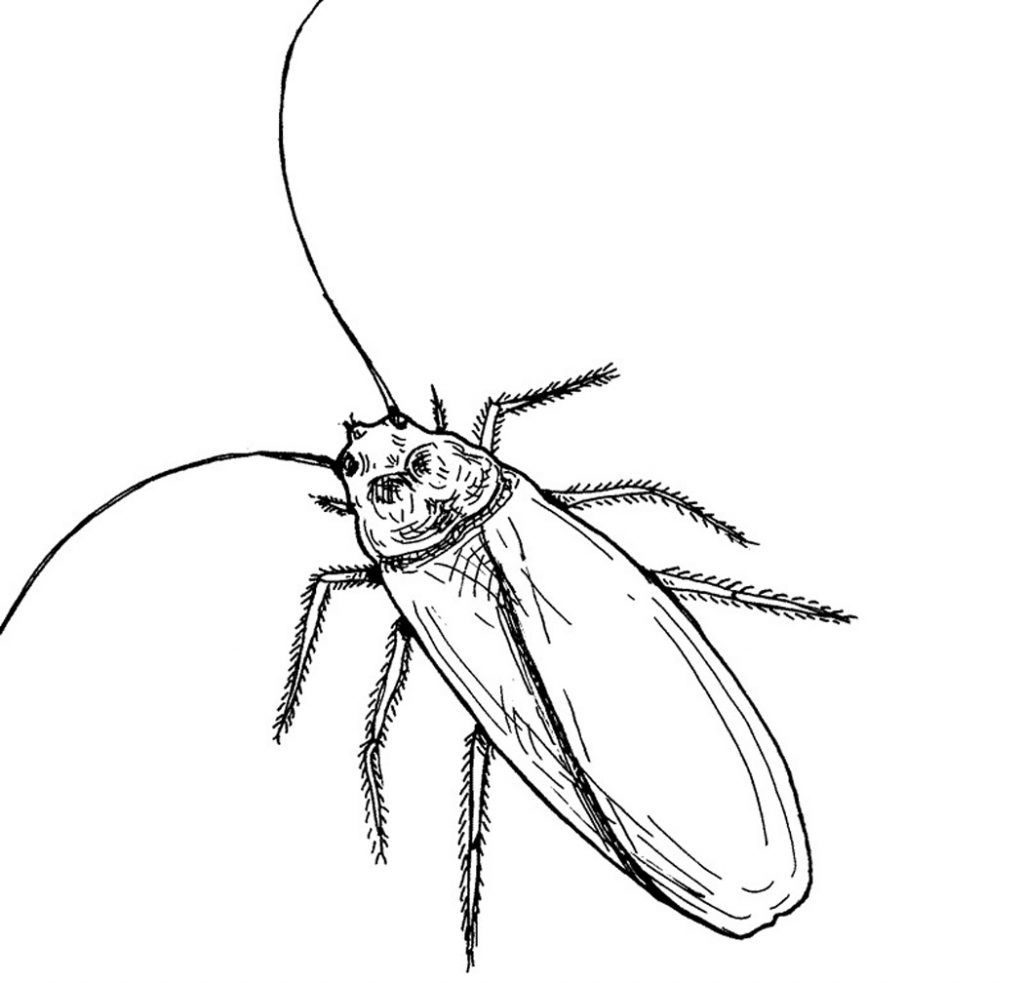 Free printable cockroach coloring pages for kids coloring pages for kids animal coloring pages coloring pages