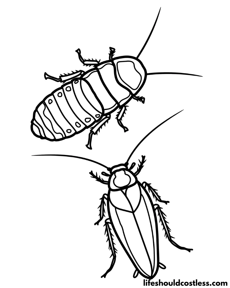 Cockroach coloring pages free printable pdf templates