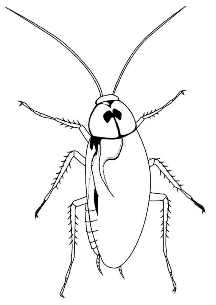 Free printable cockroach coloring pages for kids coloring pages animal coloring pages toy story coloring pages