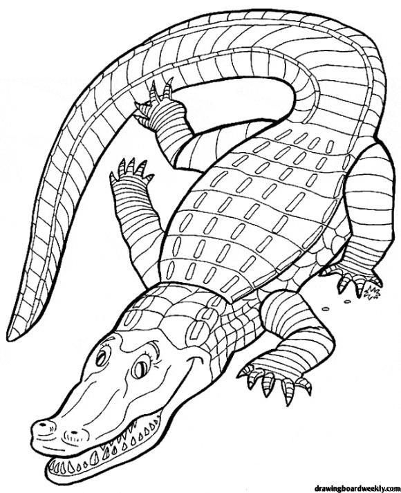Crocodile coloring page coloriage animaux dessin gratuit coloriage
