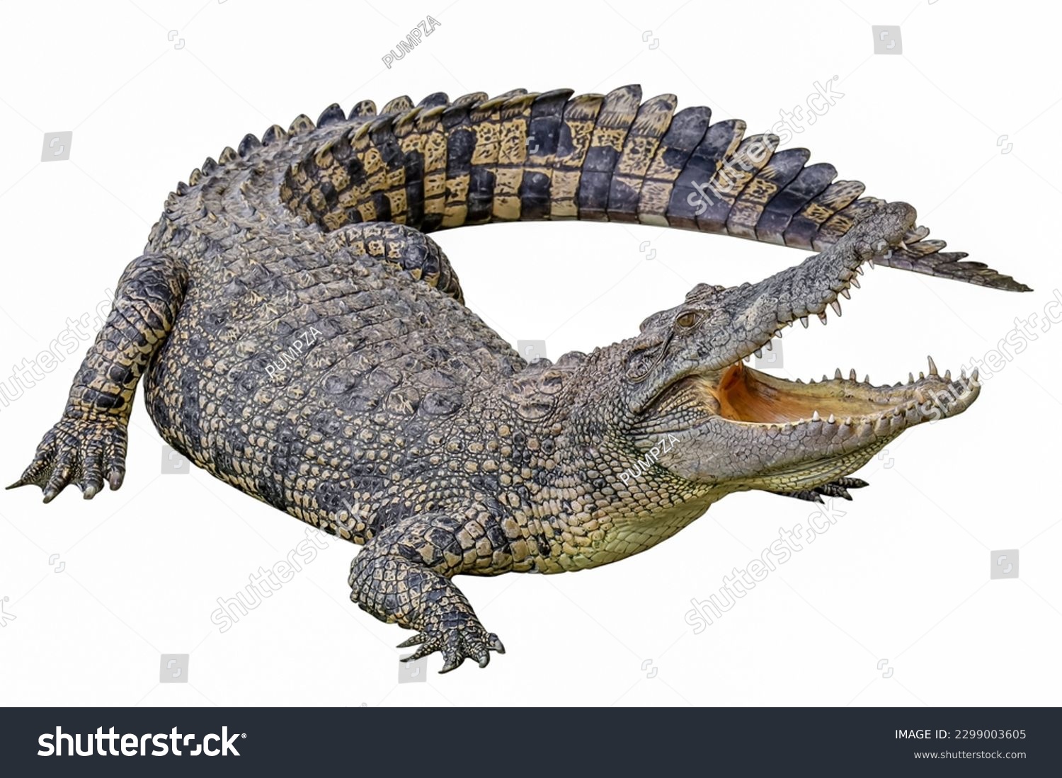 Thousand crocodile big royalty