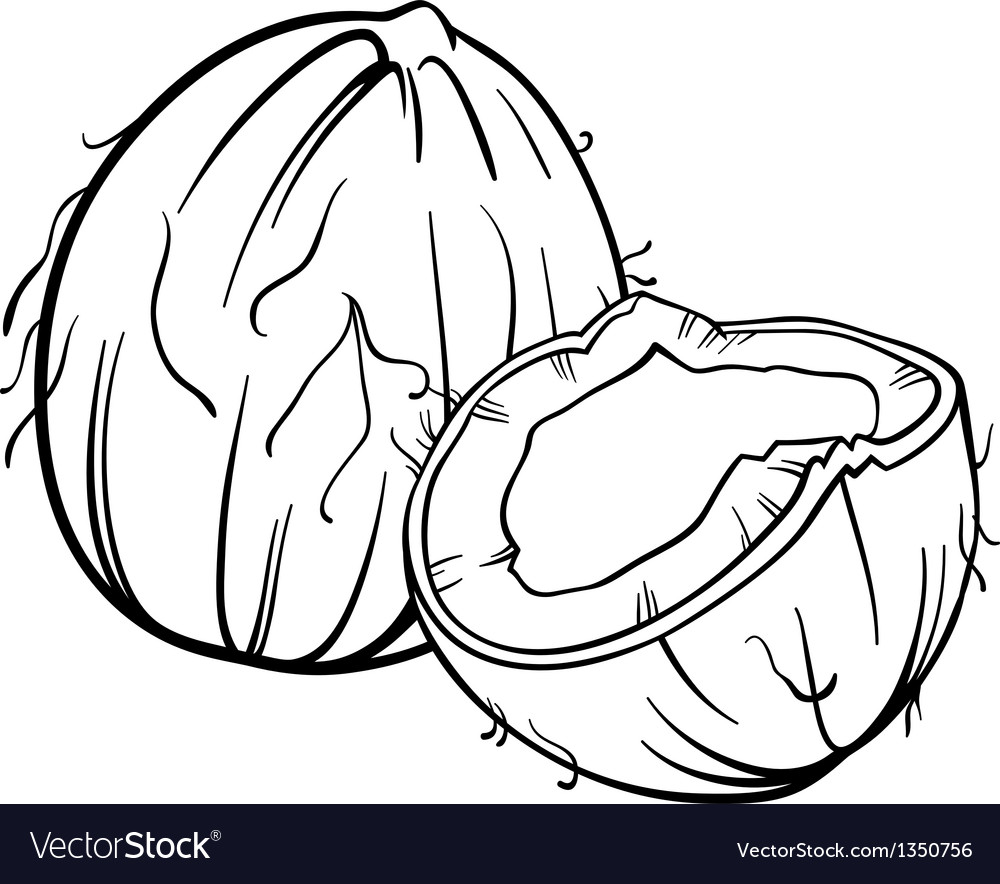 Coconut for coloring book royalty free vector image