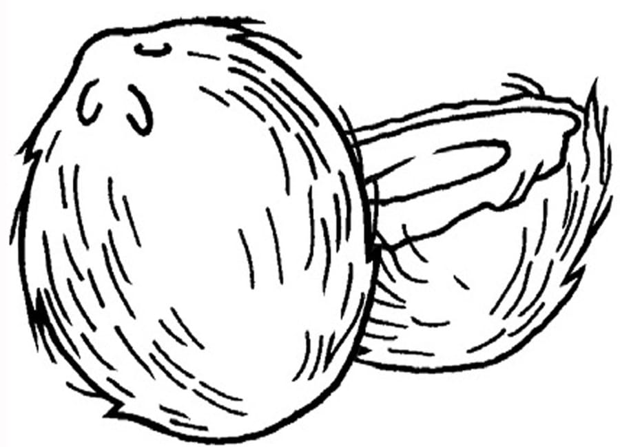 Coconut coloring pages