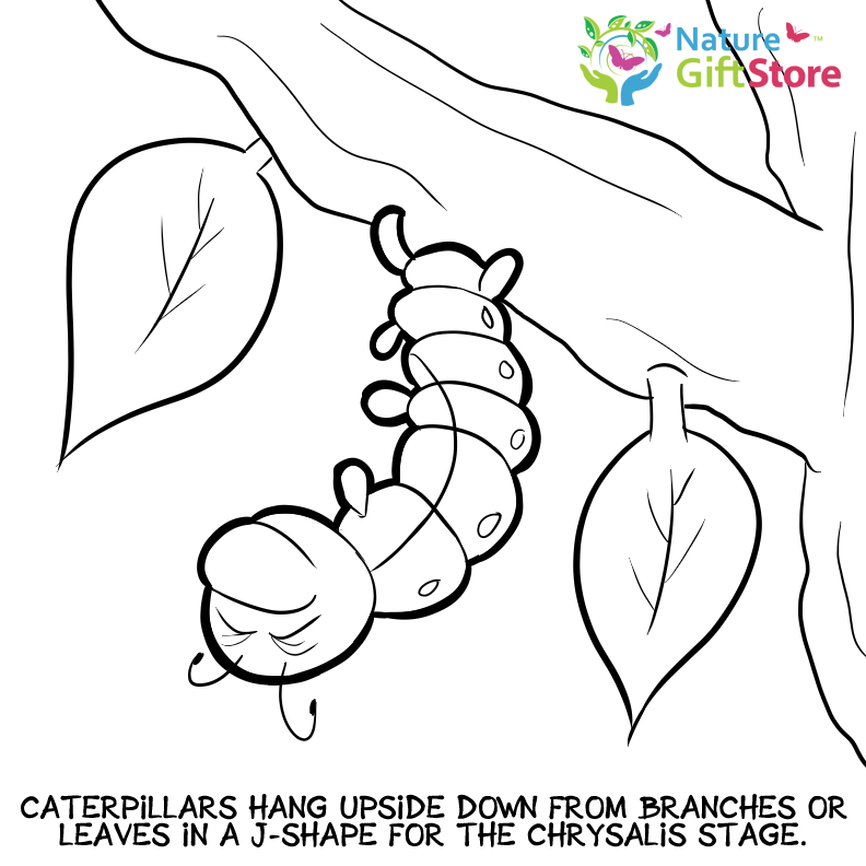 Printable coloring pages