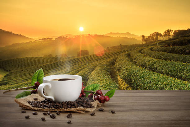 Coffee plantation stock photos pictures royalty