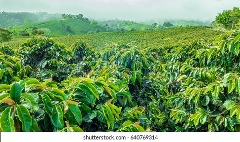 Coffee plantation images stock photos vectors