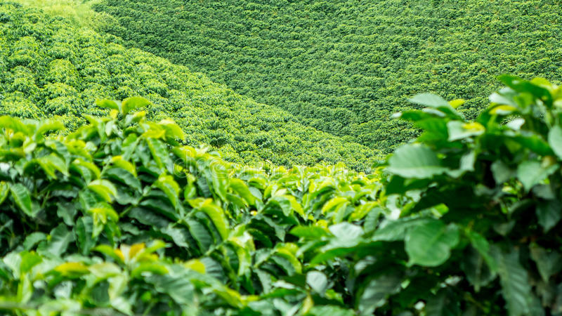 Coffee plantation stock photos