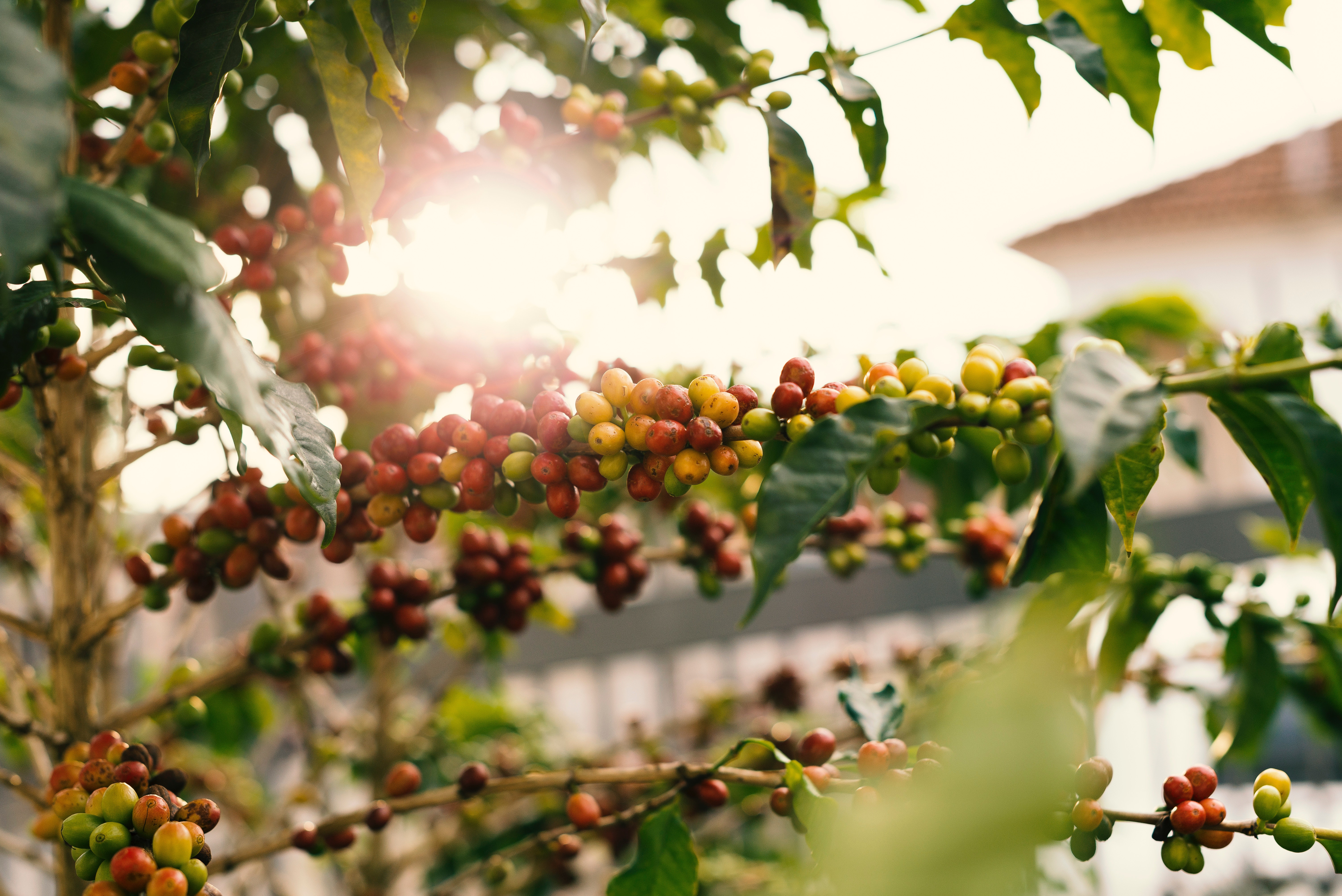 Coffee plantation photos download free coffee plantation stock photos hd images