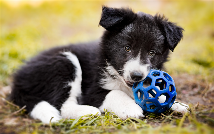 Download wallpapers border collie dog puppy close