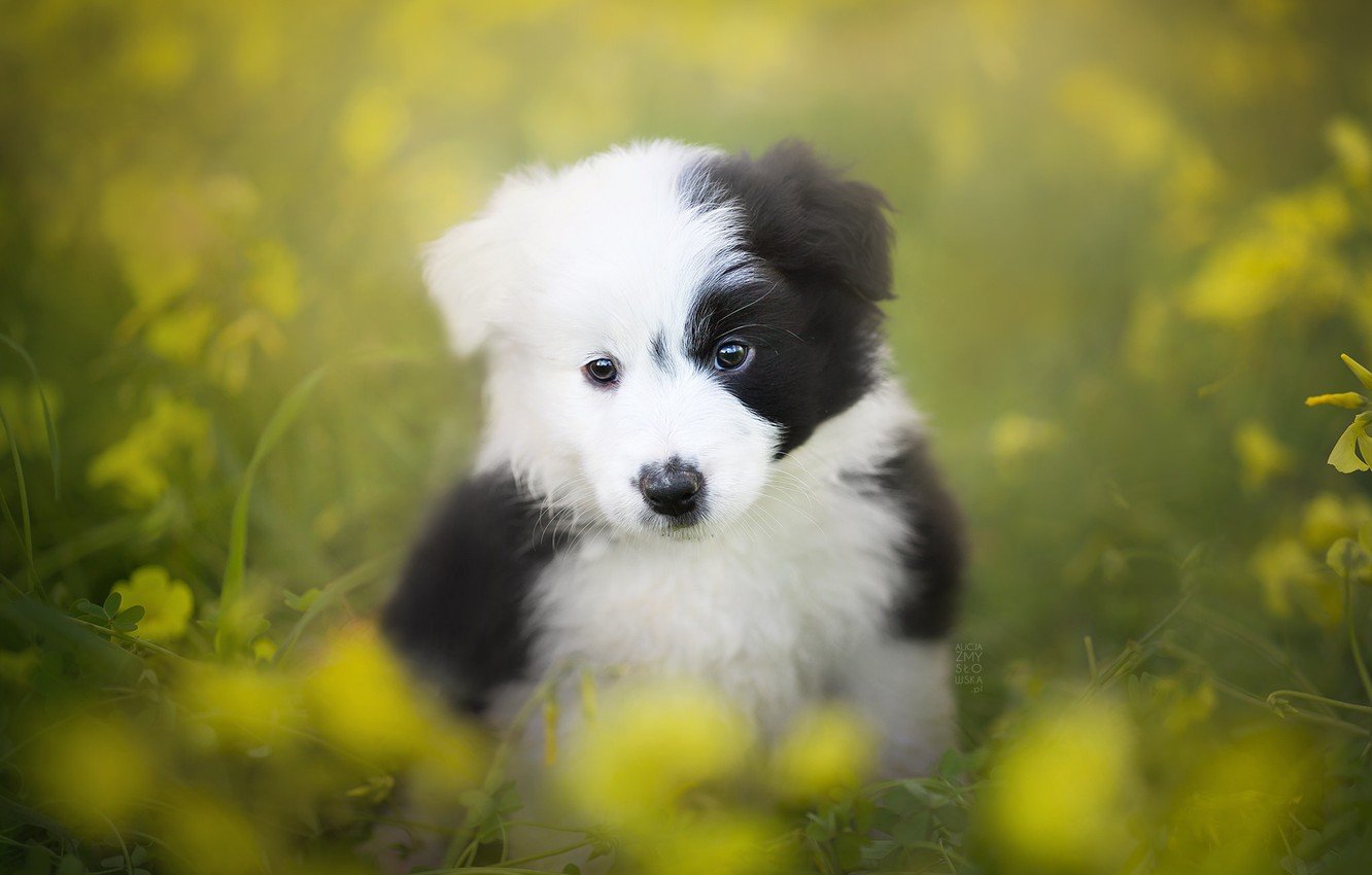 Wallpaper look dog puppy bokeh the border collie images for desktop section ñððððºð