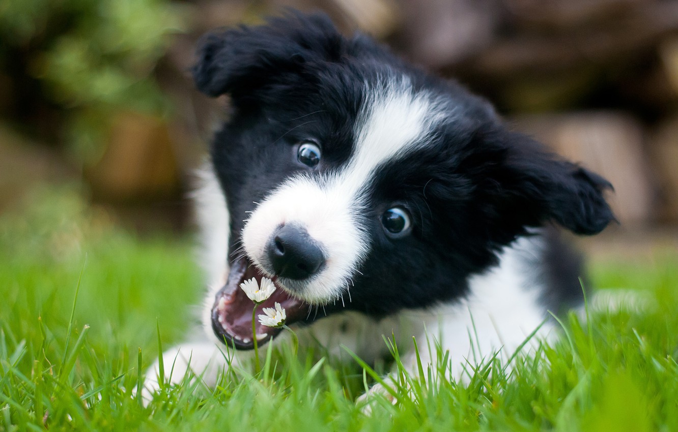 Wallpaper flowers wallpaper border collie puppy playful images for desktop section ñððððºð