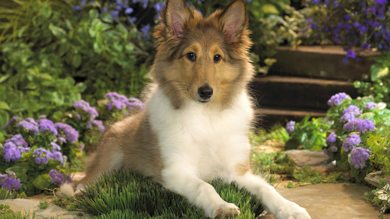 Dog collie puppy wallpaper