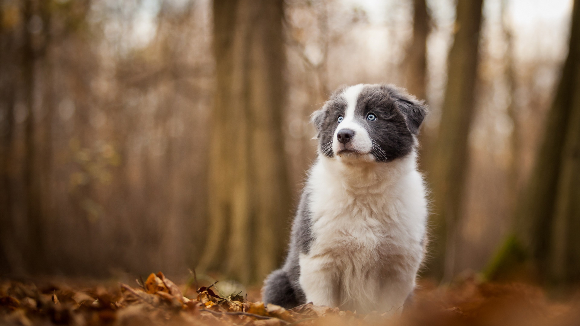 Border collie puppy woods leaves hd dog wallpaper