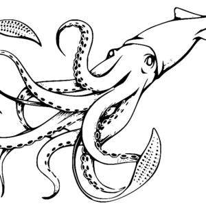 Squid coloring pages printable for free download