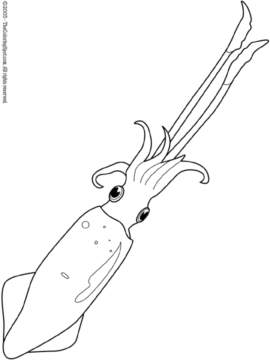 Squid coloring page audio stories for kids free coloring pages colouring printables