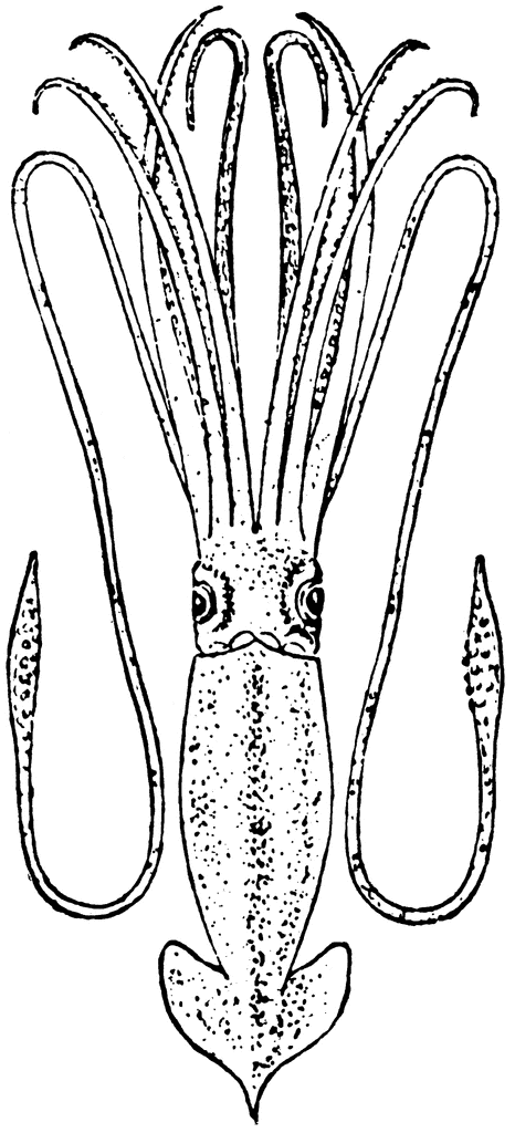 Giant squid clipart