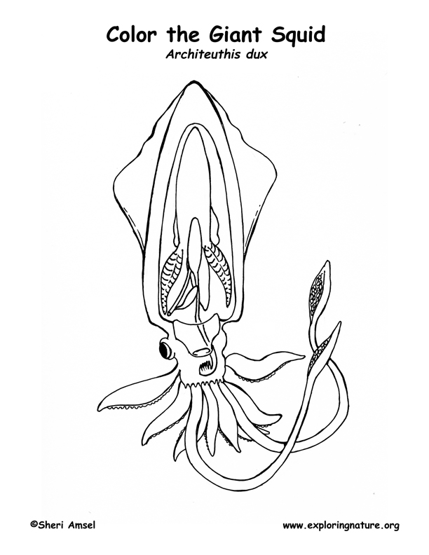 Squid coloring page