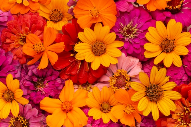 Download Free 100 + colourful flower wallpaper