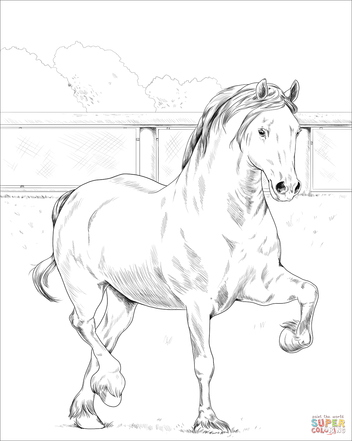 Welsh cob coloring page free printable coloring pages