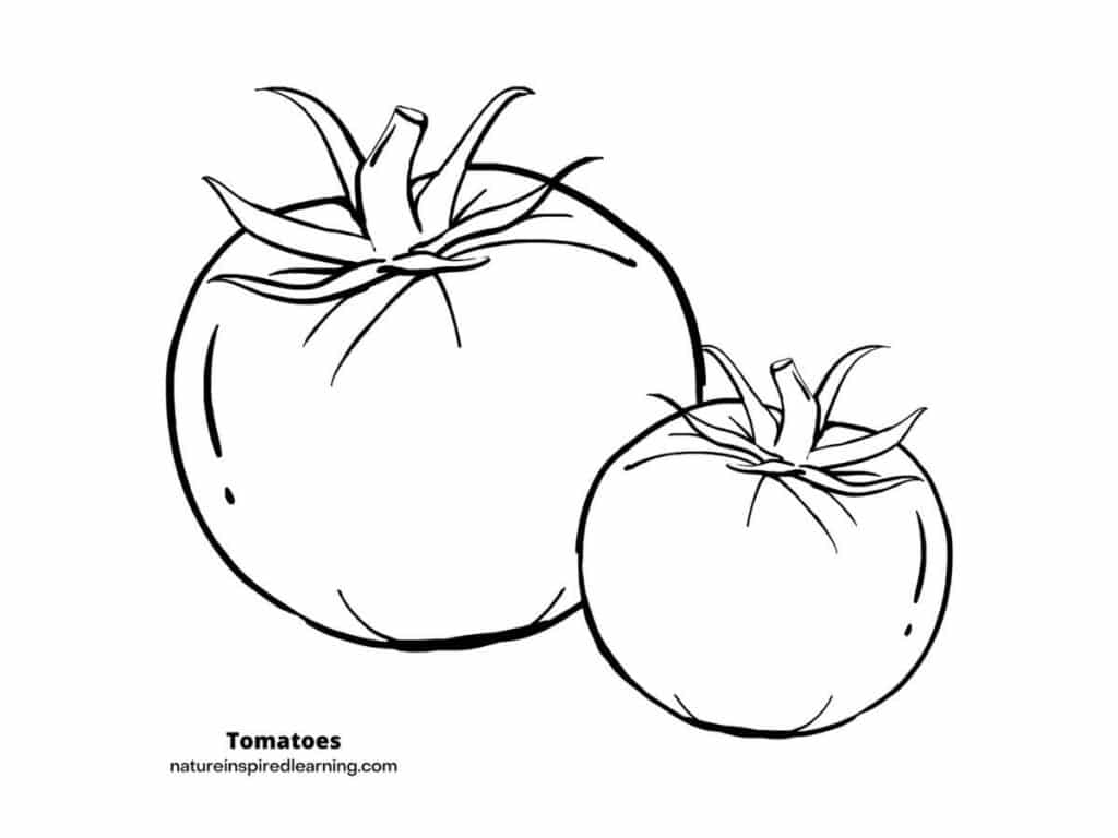 Tomato coloring pages