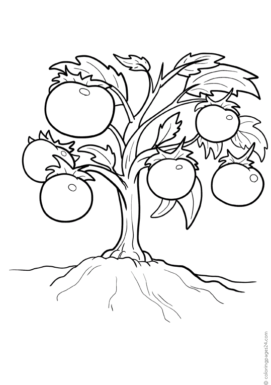 A plant with tomatoes coloring pages