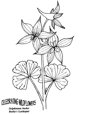 Larkspur coloring pages free coloring pages