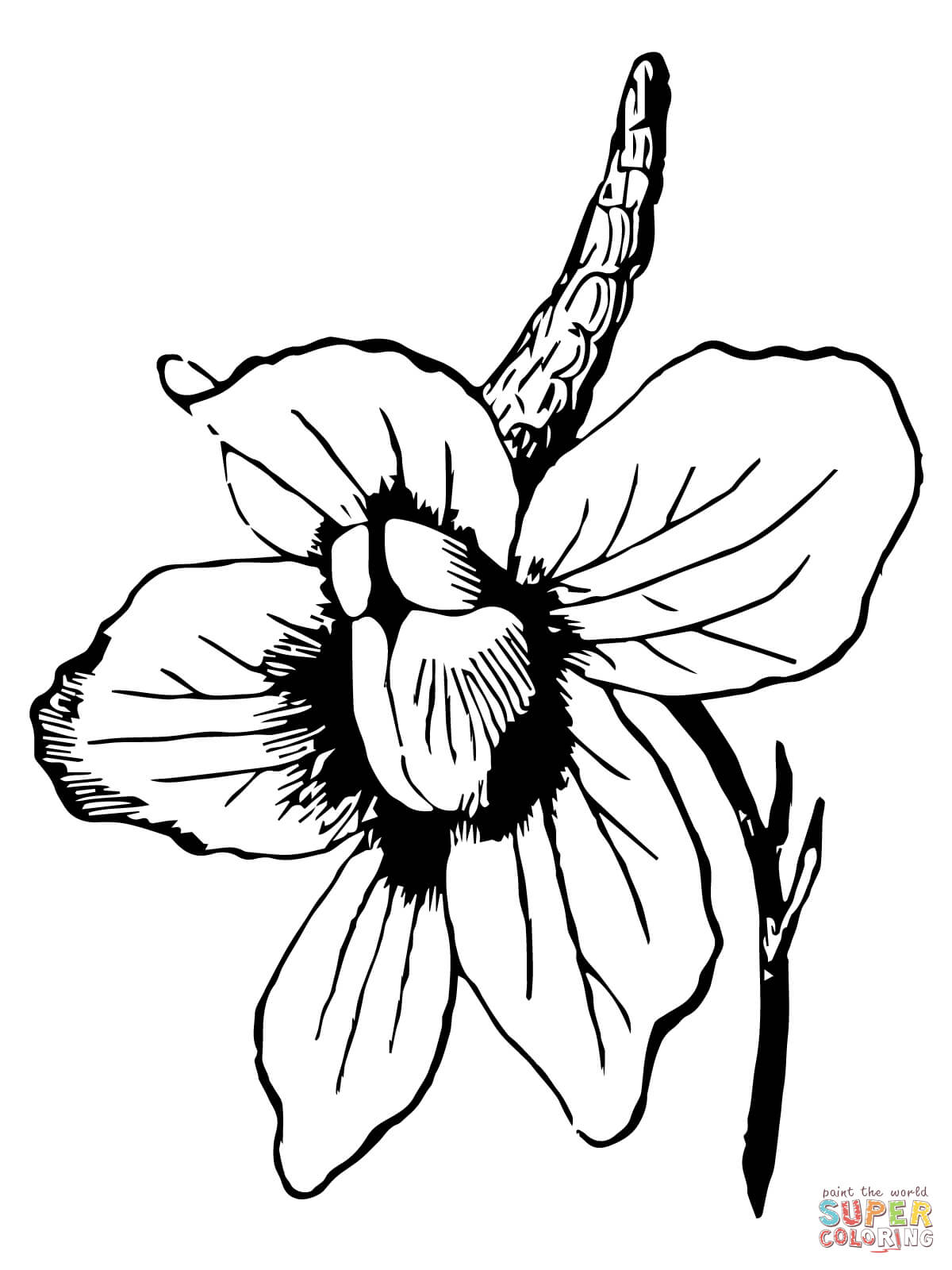 Larkspur flower coloring page free printable coloring pages