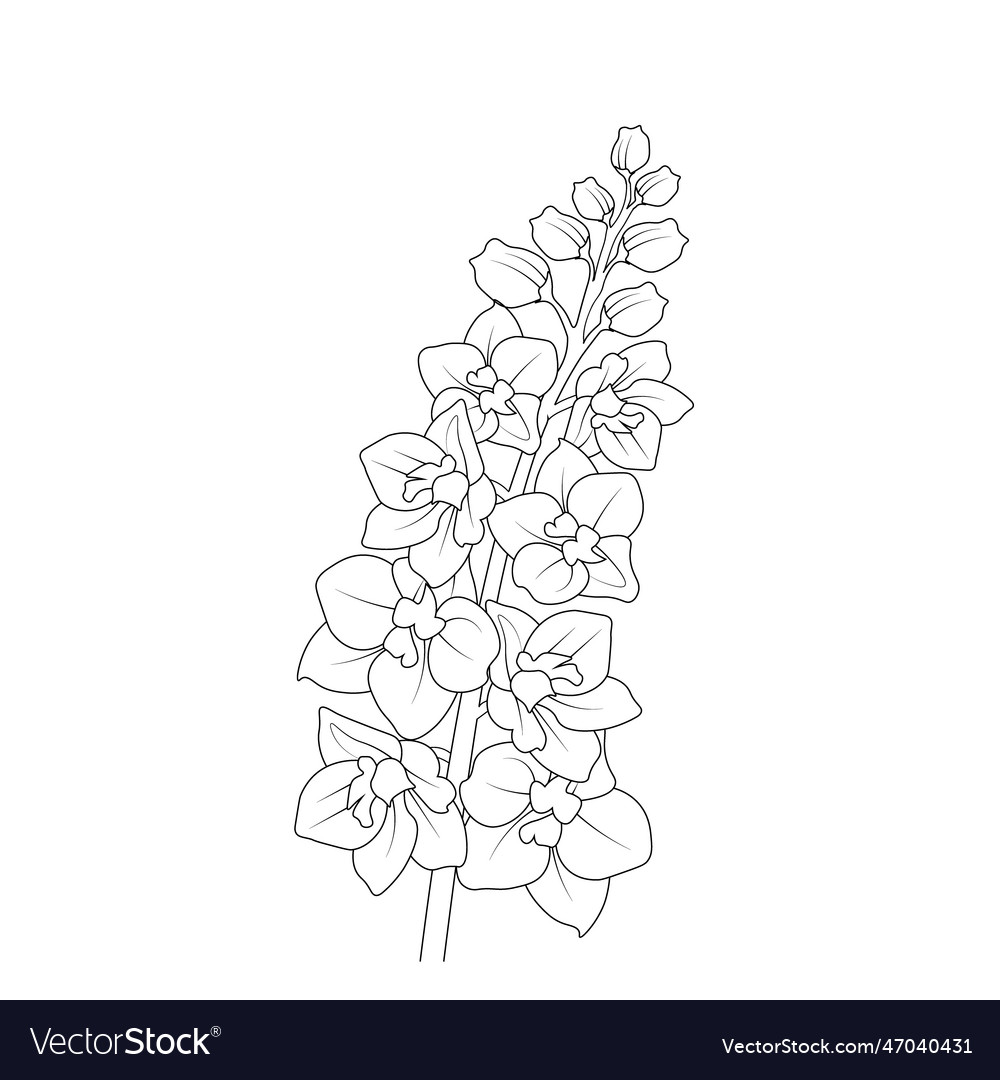 Delphinium larkspur flower line art coloring page vector image