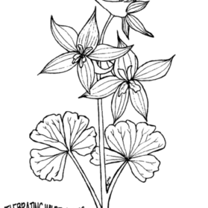 Larkspur coloring pages printable for free download