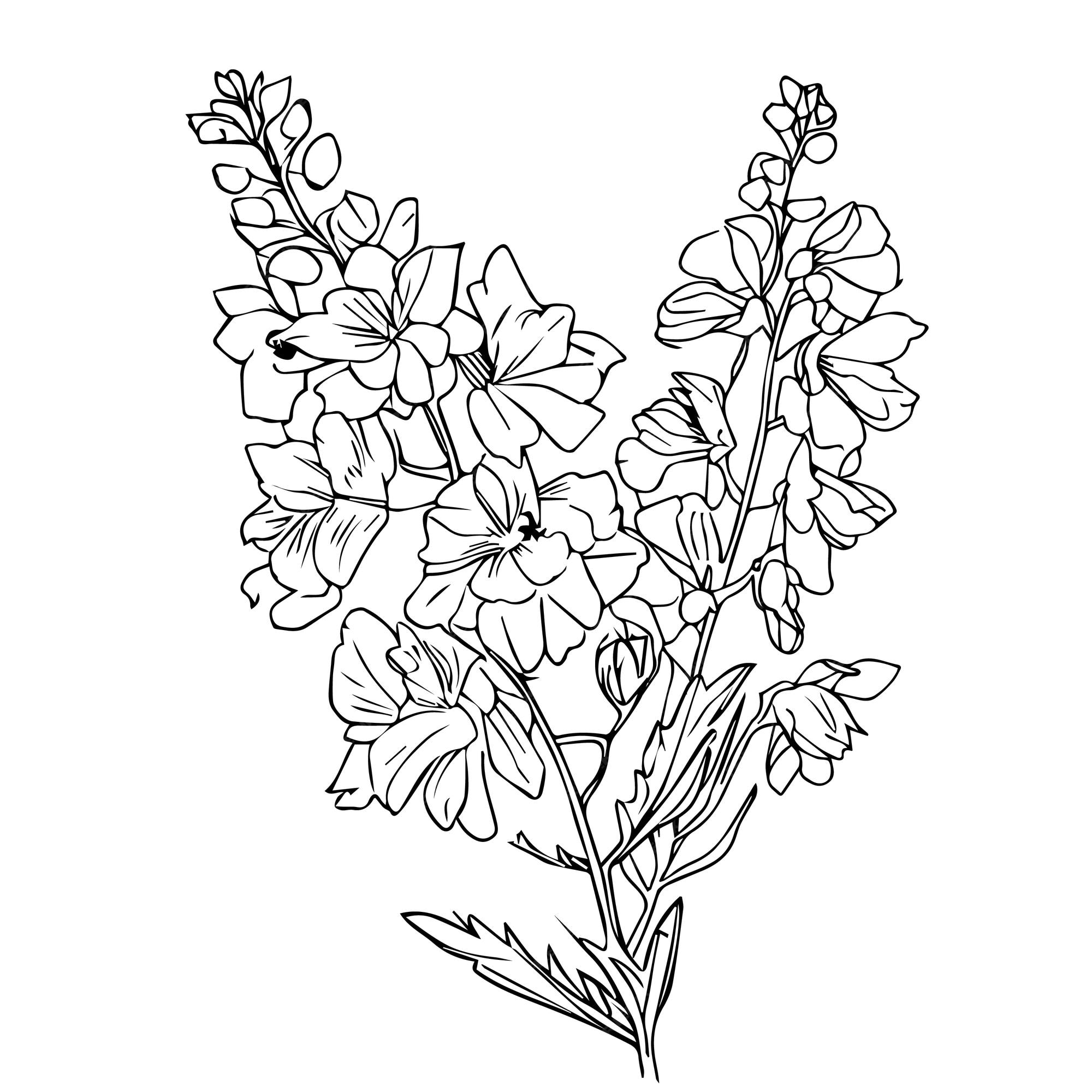 Premium vector handdrawn delphinium flower botanical illustration larkspur flower coloring page larkspur clipart