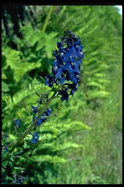 Columbian larkspur delphinium trolliifolium