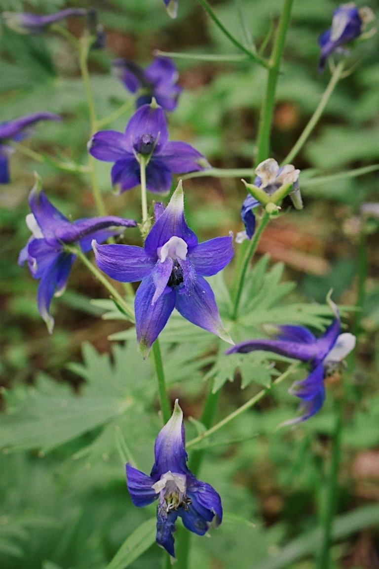 Delphinium trolliifolium