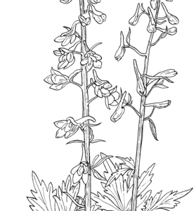 Larkspur coloring pages printable for free download