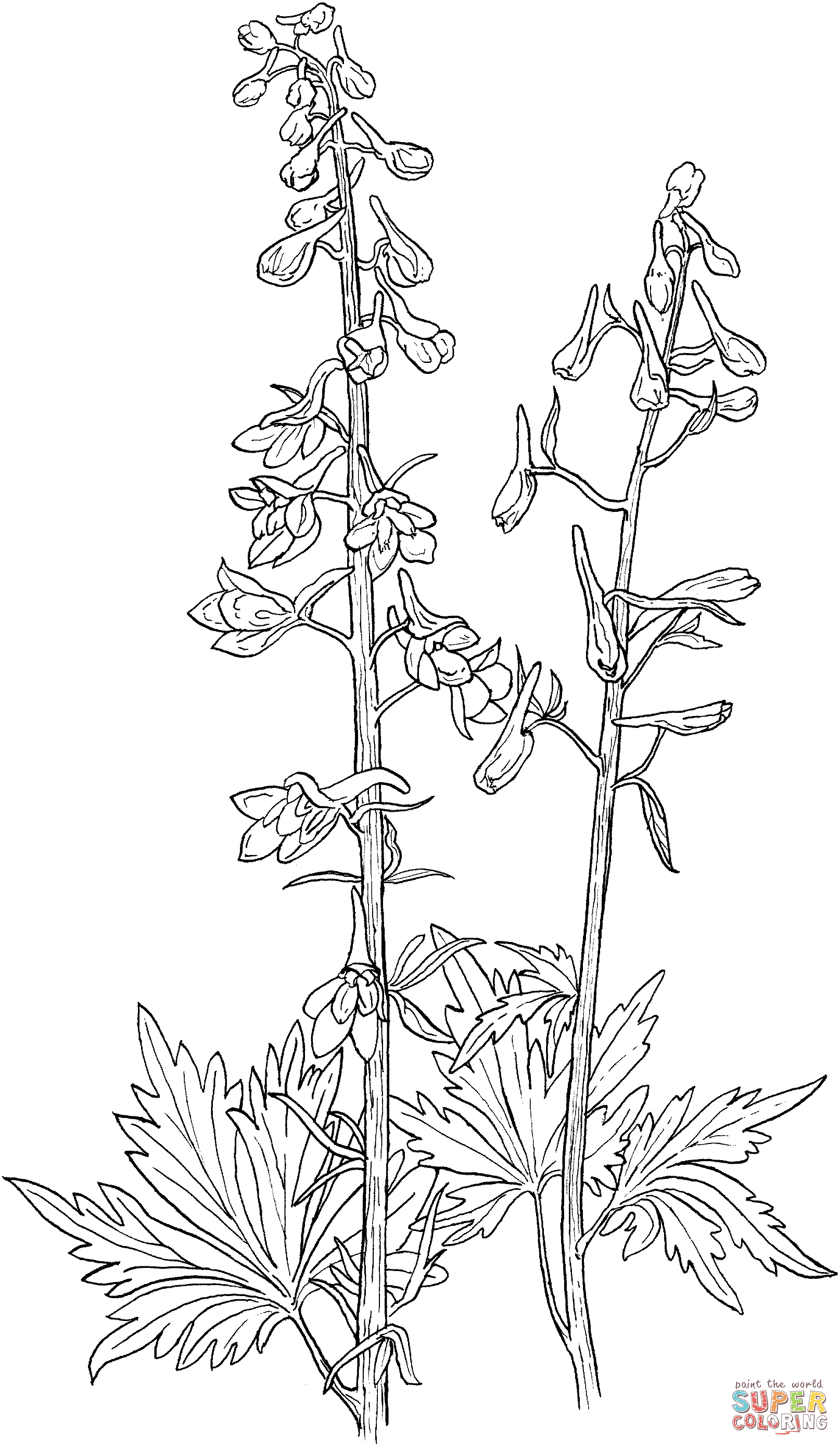 Larkspur flower coloring page