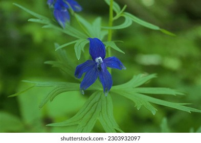 Larkspur wildflower images stock photos d objects vectors