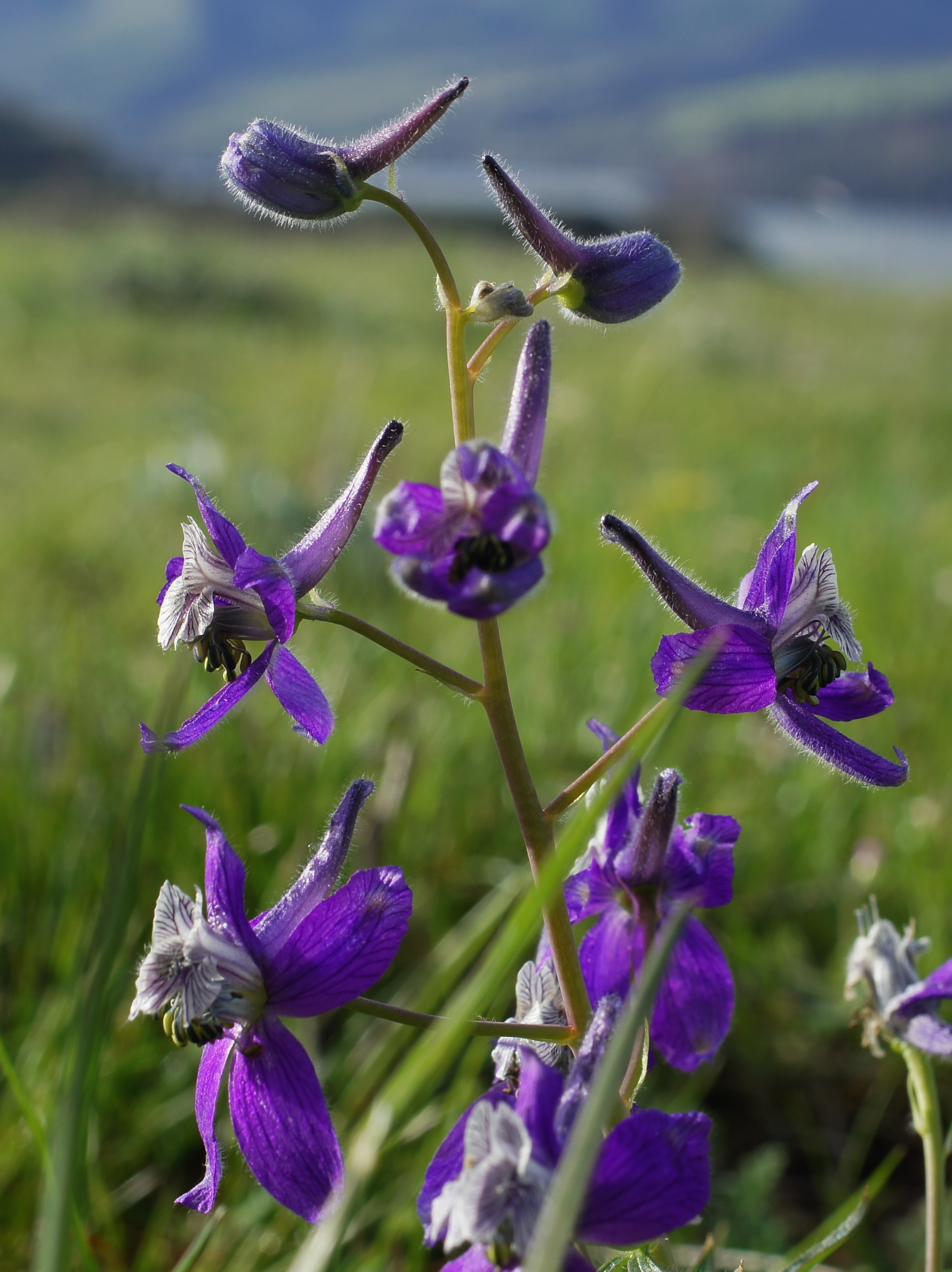 Upland larkspur delphinium nuttallianum